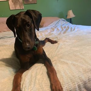 Meet your Posher, Monica